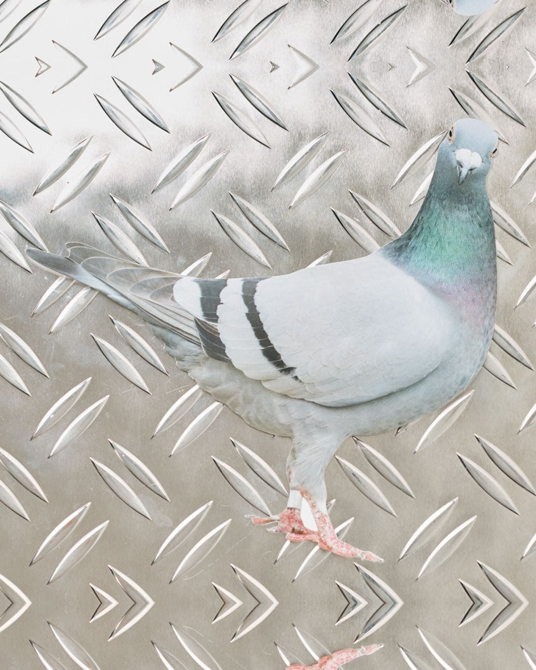Merci - Postcard Merci - Pigeon