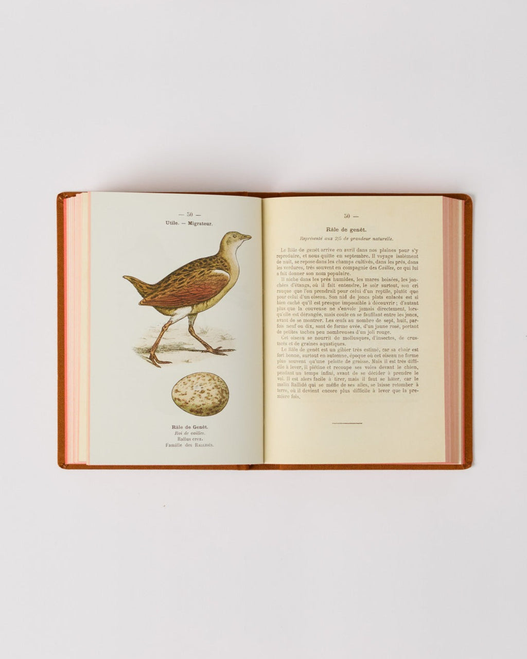 Bibliomane - Atlas Book - Birds of France