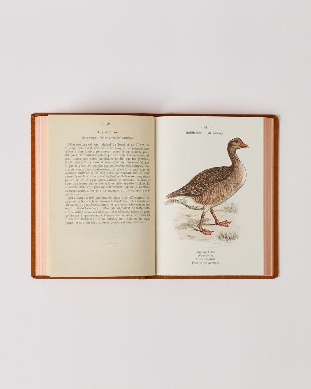 Bibliomane - Atlas Book - Birds of France