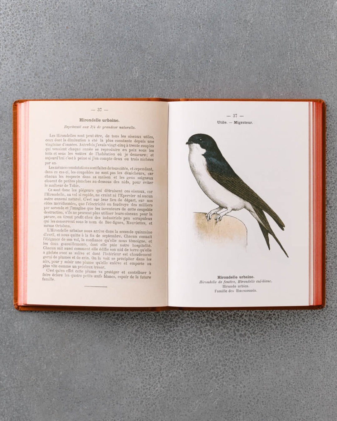 Bibliomane - Atlas Book - Birds of France