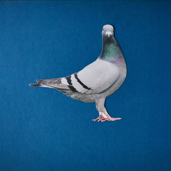 Carte Postale Merci - Pigeon