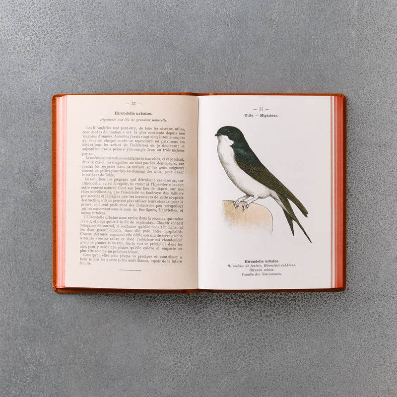 Livre Atlas - Oiseaux de France